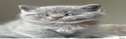British Shorthair cats for sale: British short hair grey / blue kittens  - Advert 2