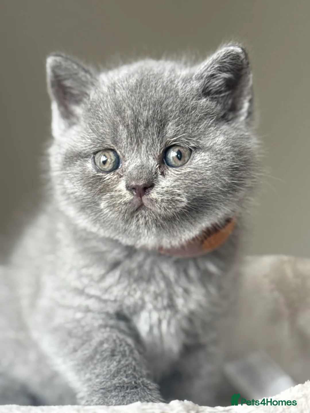 British Shorthair cats for sale: British short hair grey / blue kittens  - Advert 2
