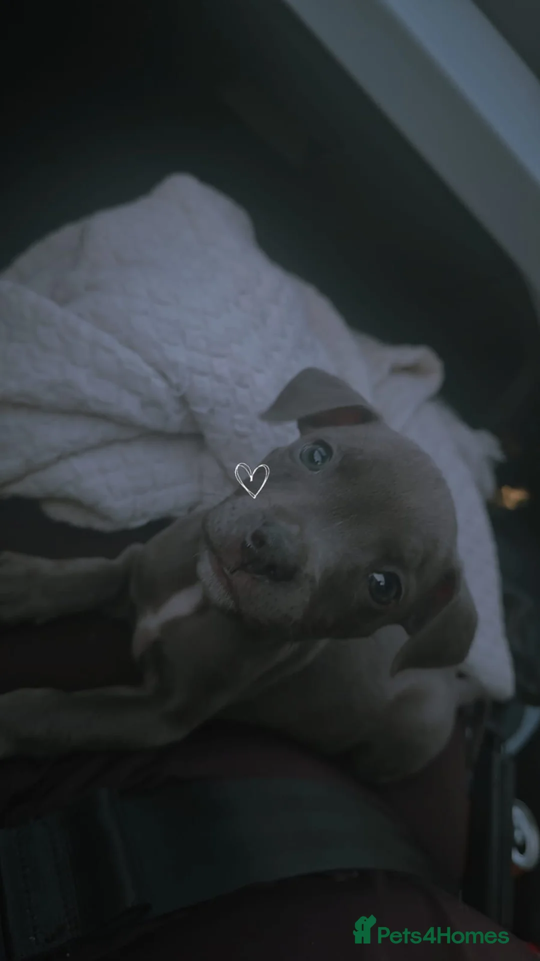 Staffordshire Bull Terrier dogs for sale: Staffy puppy  - Advert 11