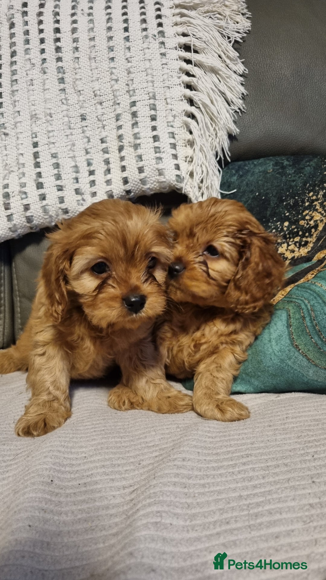 Cavapoo dogs for sale: DNA TESTED ❤️2 girl left ❤️fox red miniature  - Advert 15