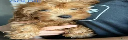 Cavapoo dogs for sale: Toy red teddy bear F1B Cavapoos by Asian toy dad in Chigwell - Advert 21