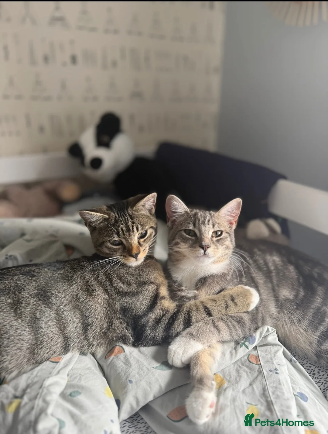 Domestic Shorthair cats for sale: Bonded young pair need a new home  in Wetherby - Advert 2