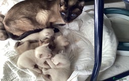Burmese cats for sale: Burmese x Siamese, registered GCCF Tonkinese. - Image 7