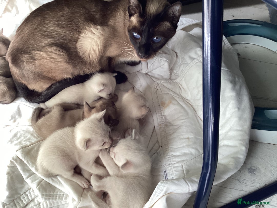 Burmese cats for sale: Burmese x Siamese, registered GCCF Tonkinese. - Image 7