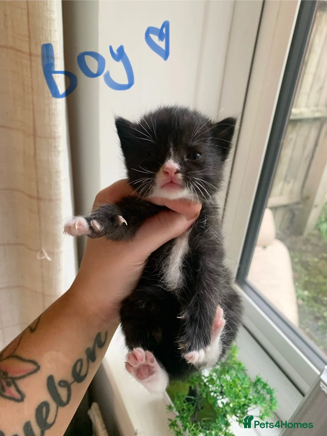 Mixed Breed cats for sale: kitten - Advert 7