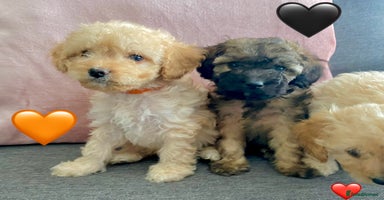 Cavapoo dogs - Advert 11