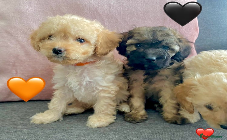 Cavapoo dogs - Advert 1