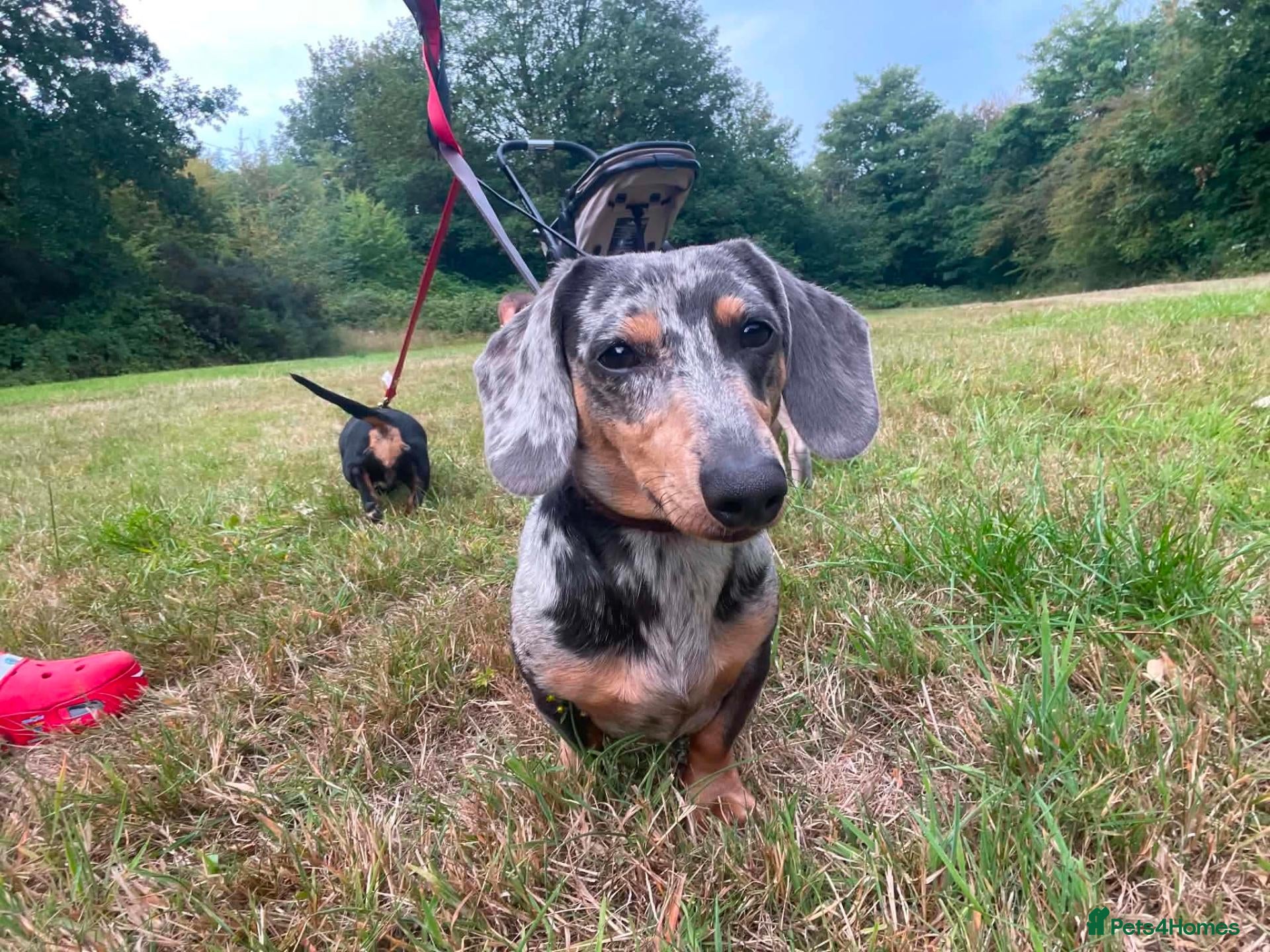 Miniature Dachshund dogs Male Isabella and Tan Miniature Dachshund - Advert 18