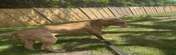 Mixed Breed dogs for sale: Her name is Bella ( **** ) - Advert 2