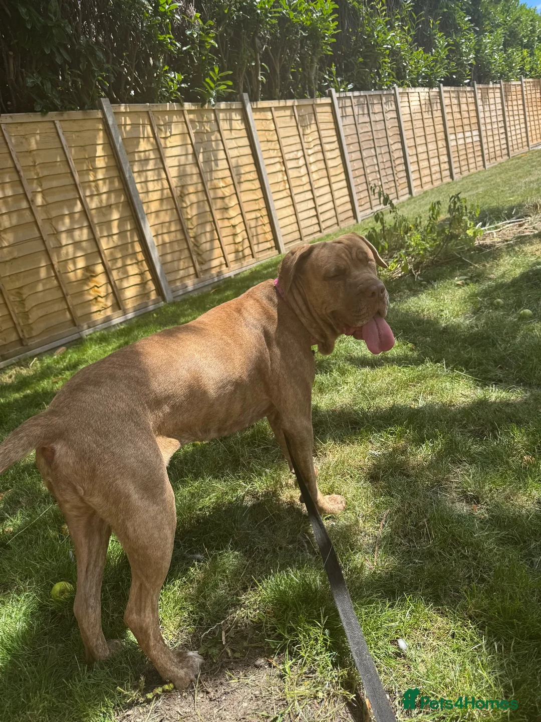 Mixed Breed dogs for sale: Her name is Bella ( **** ) - Advert 2