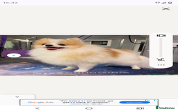 Pomeranian dogs for sale: Teddy Pomeranian girl - Image 9
