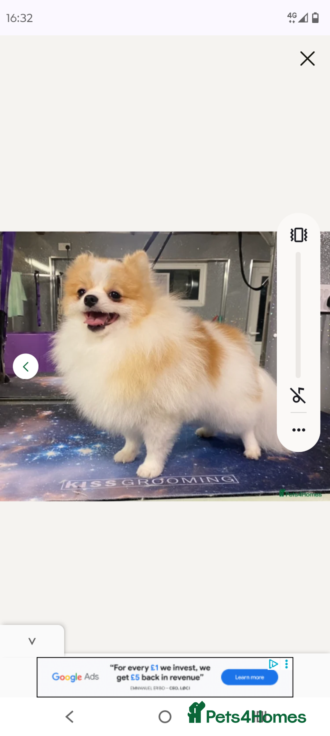 Pomeranian dogs for sale: Teddy Pomeranian girl - Image 9