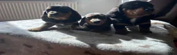 Miniature Dachshund dogs for sale: *** 3 beautiful mini dachshunds ** - Advert 35