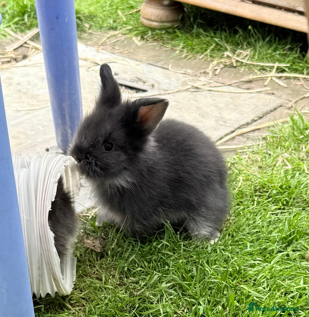 Lionhead rabbits for sale: Teddy Double & Single Lionhead Price starts at £35 - Image 2
