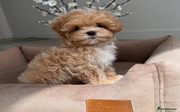 Maltipoo dogs for sale: Beautiful Best Friends Maltipoo toy puppies - Image 7