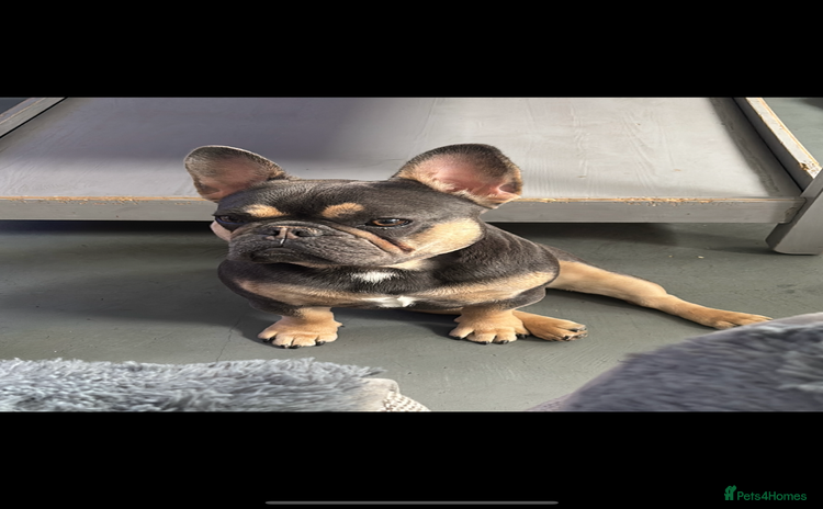 French Bulldog dogs - Advert 11