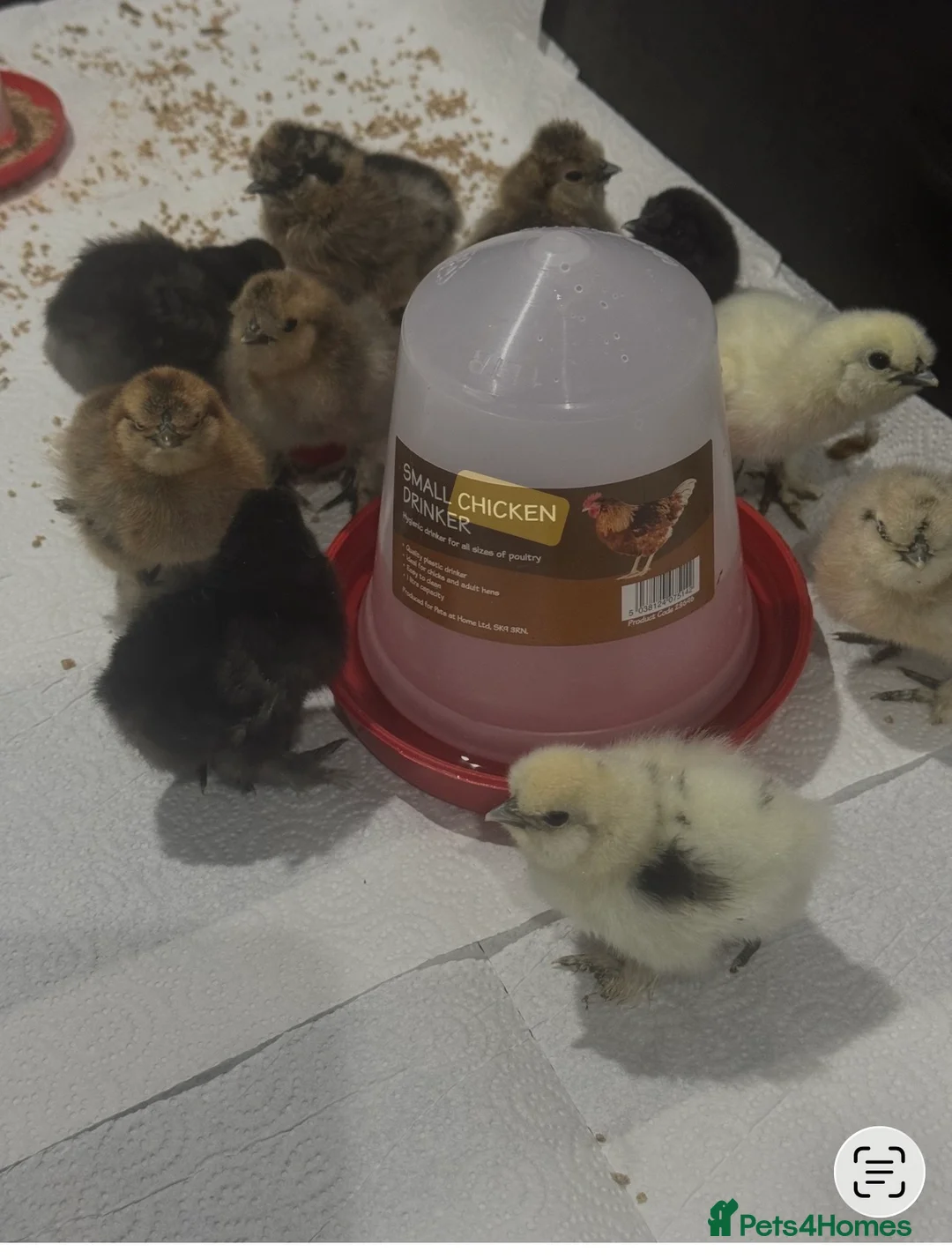 Chickens poultry for sale: Chickens for sale in Littlehampton - Advert 1