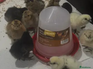 Chickens poultry Chickens for sale - Advert 2