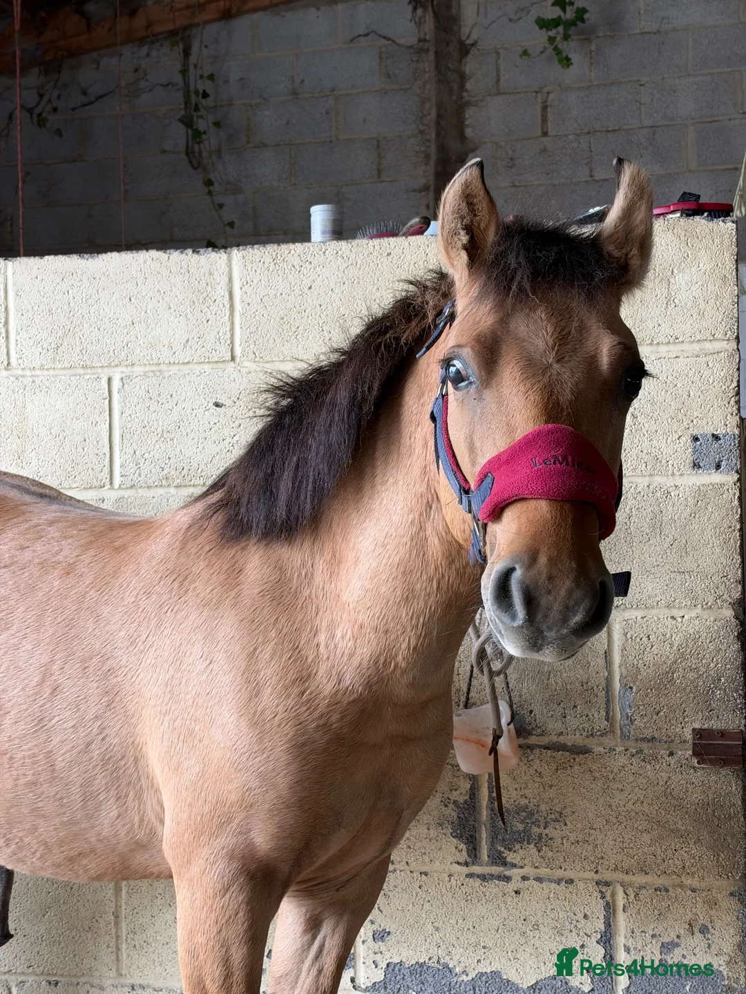 Dartmoor horses for sale: Dhp dun colt  in Bridgwater - Advert 1