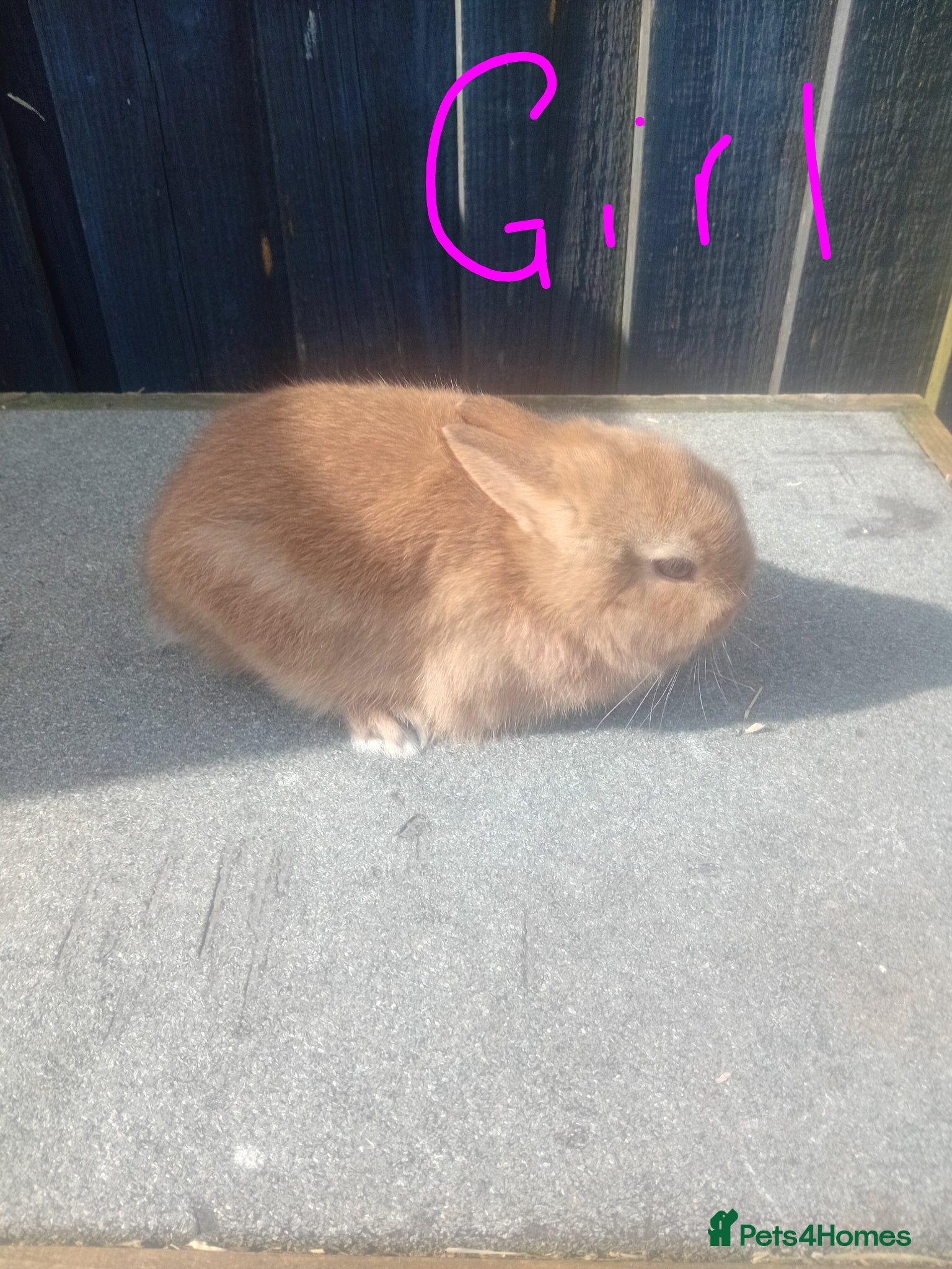 Netherland Dwarf rabbits Netherland dwarf baby  - Advert 1