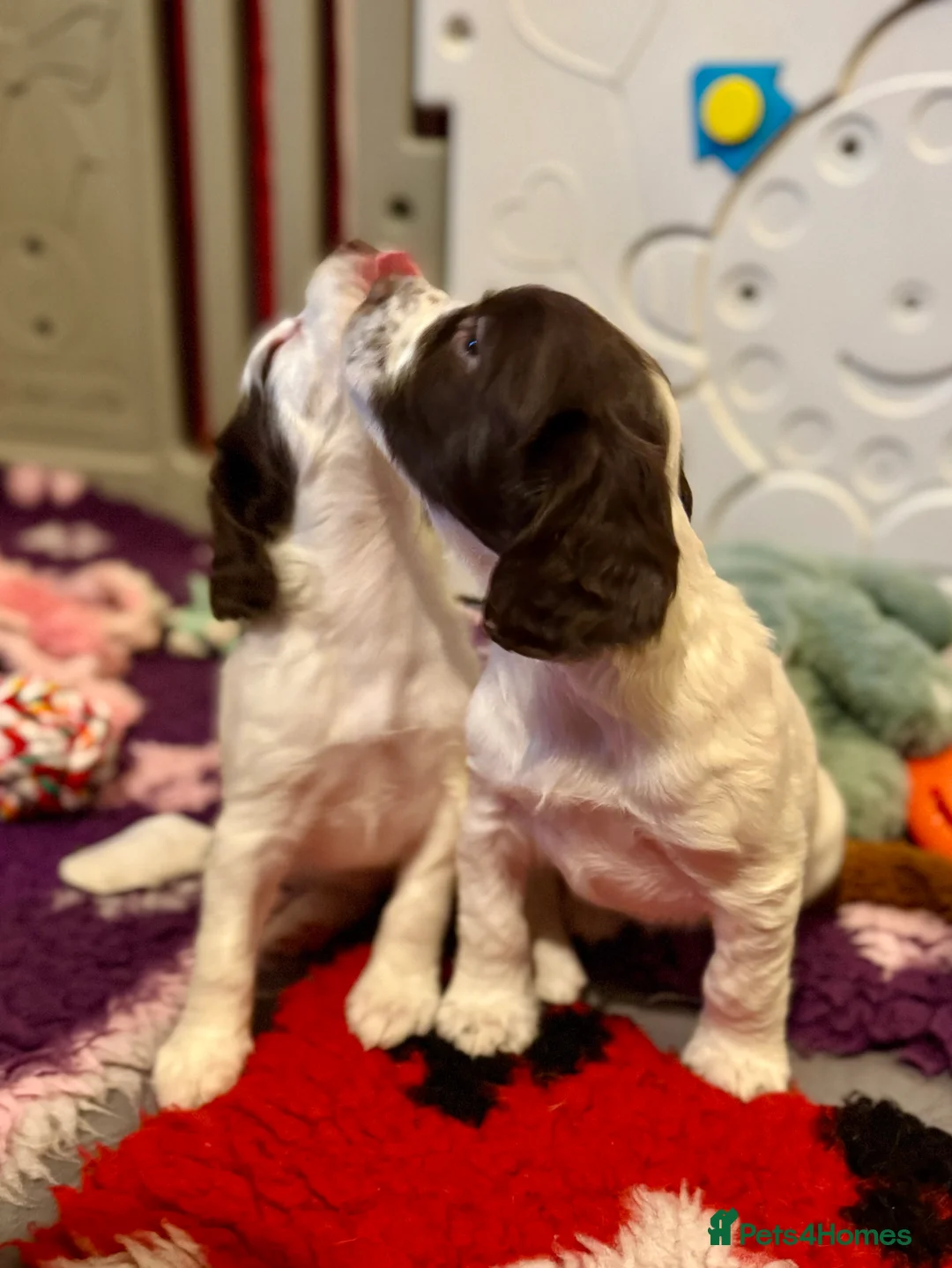 Sprocker dogs for sale: Beautiful Sprocker Spaniel pups  - Advert 2
