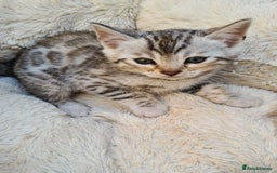 Bengal cats for sale: Full pedigree bengal kitten - Image 13