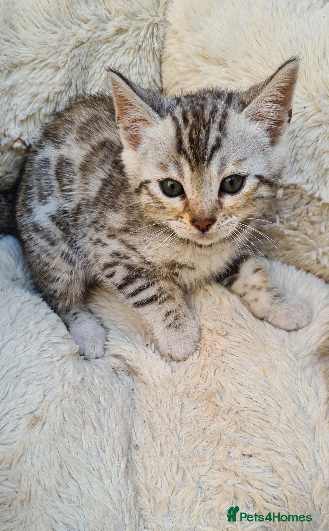 Bengal cats for sale: Full pedigree bengal kitten - Image 13