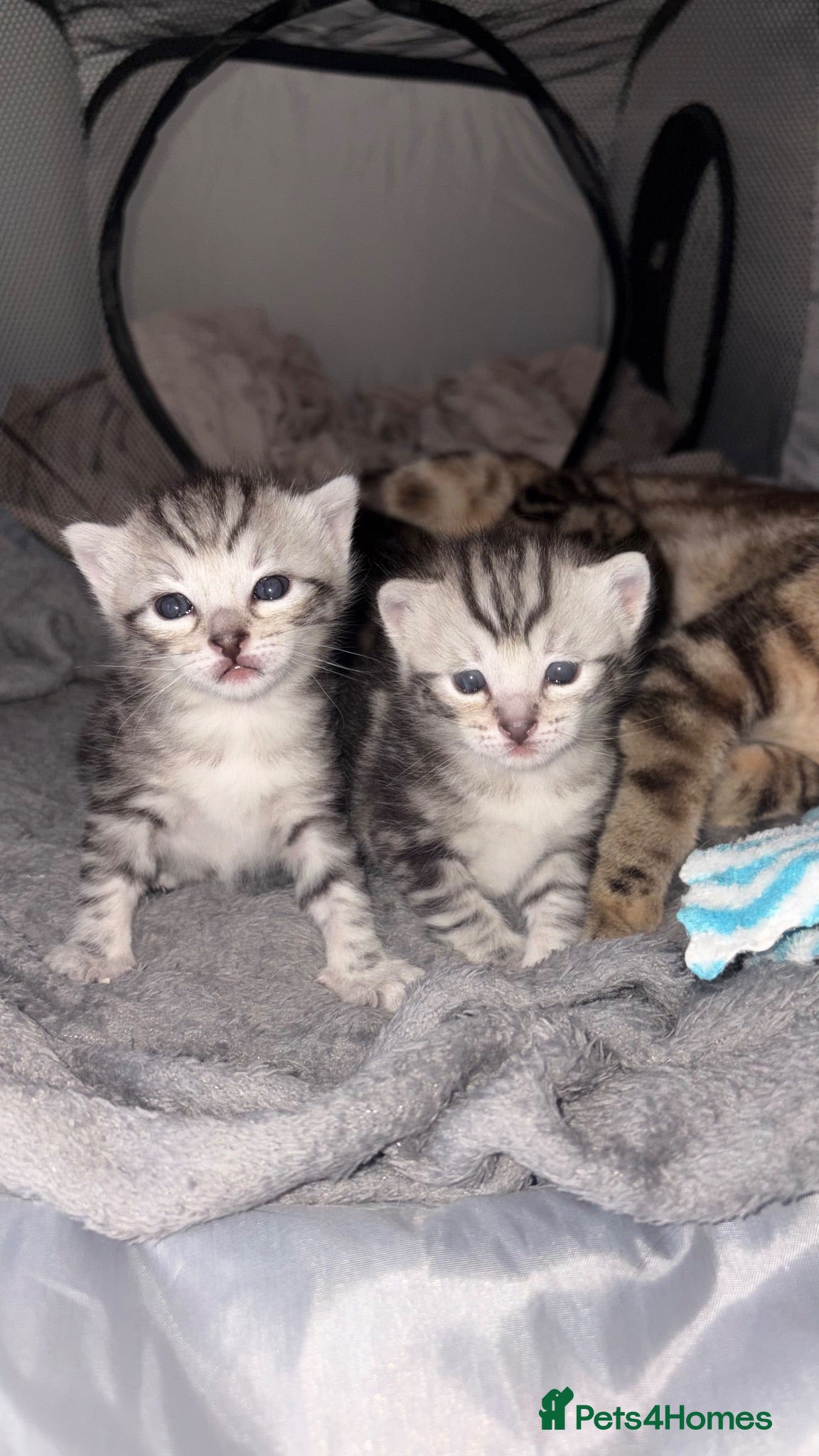 Bengal cats Bengal kittens - Advert 9