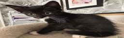 Mixed Breed cats for sale: Ragamese cross kittens  in Manchester - Advert 2