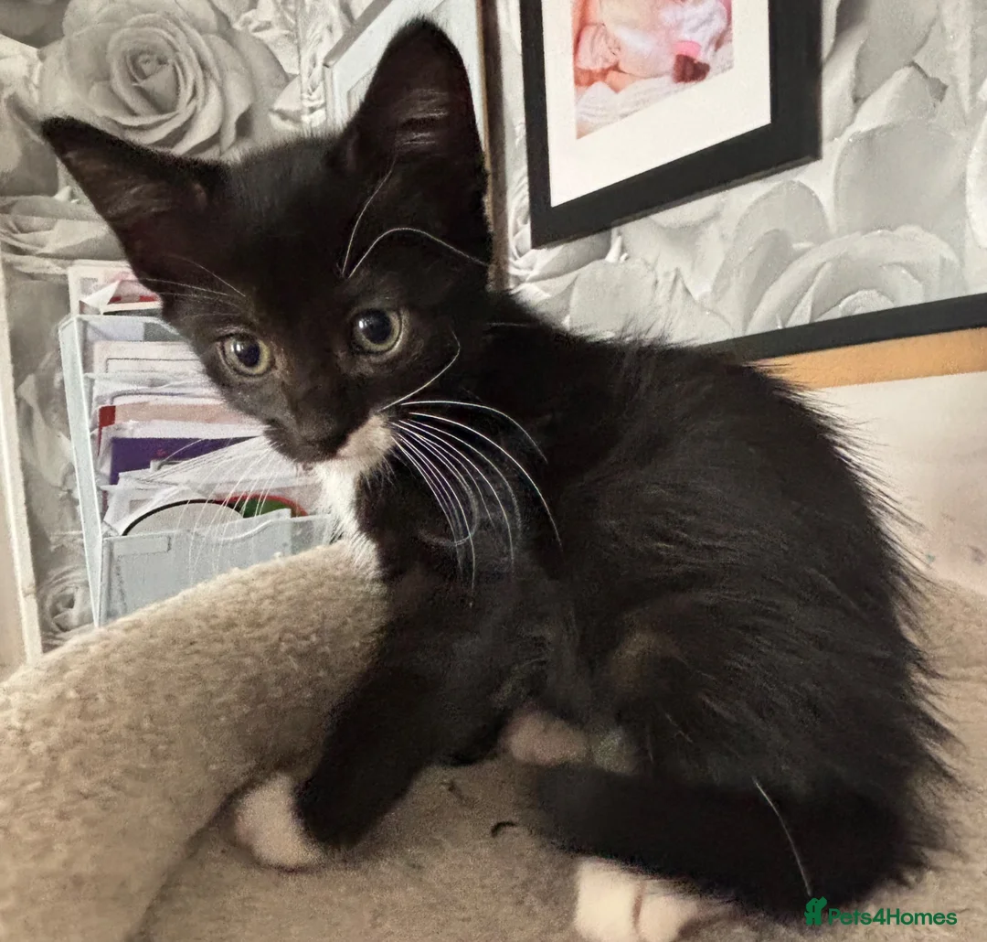 Mixed Breed cats for sale: Ragamese cross kittens  in Manchester - Advert 2