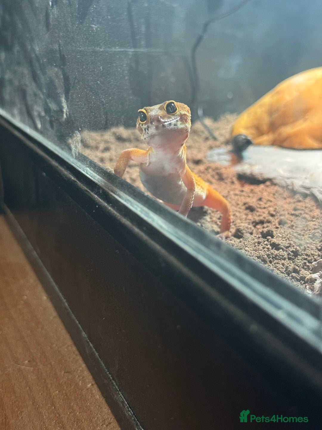 Leopard Gecko reptiles for sale: 1 year old leopard gecko  - Advert 3