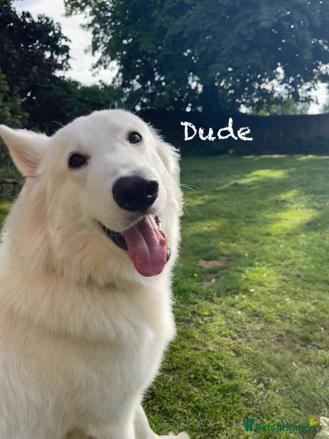 White Swiss Shepherd dogs for sale: White Swiss Shepherd Puppies 🐾🍼KC Registered - Image 10