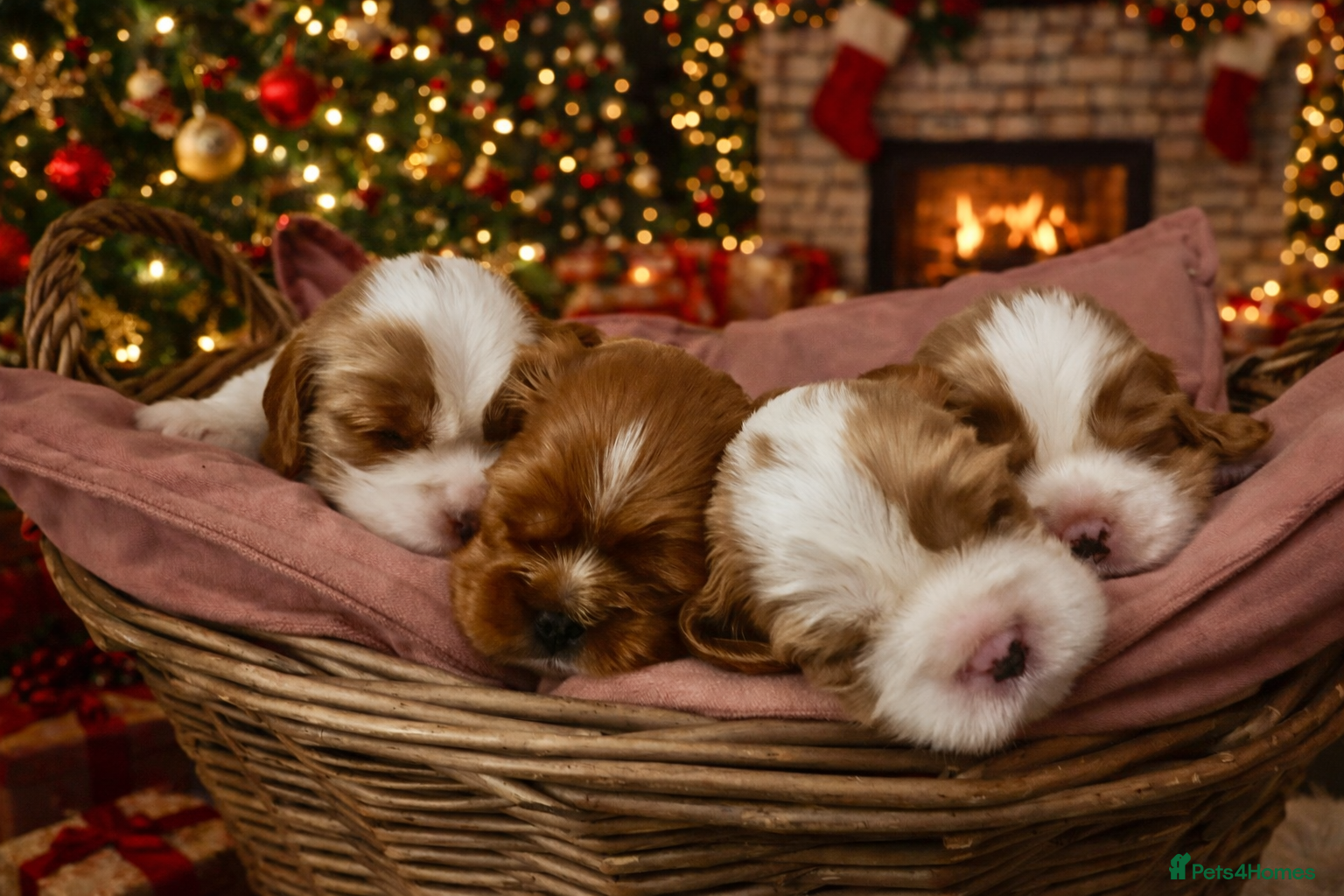 Cavalier King Charles Spaniel dogs CKCS Puppies - KC Registered and Health Tested - Advert 4