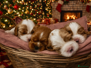 Cavalier King Charles Spaniel dogs CKCS Puppies - KC Registered and Health Tested - Advert 4