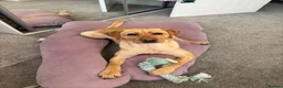 Labrador Retriever dogs for sale: Beautiful Fox Red Labrador - Advert 7