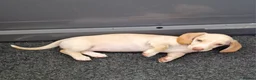 Dachshund dogs for sale: Ready Now, amazing colours - Advert 5