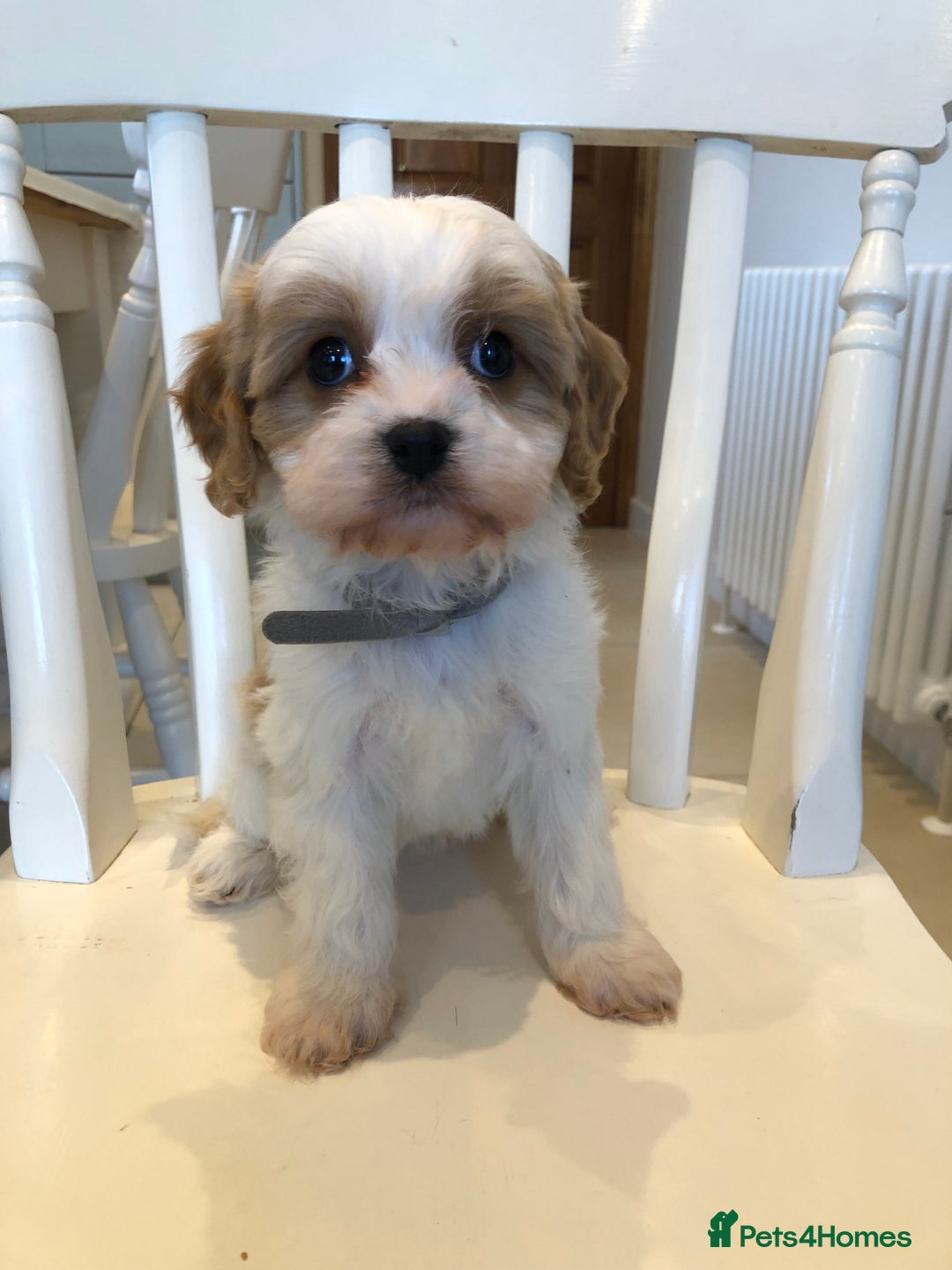 Cavapoo dogs for sale: Adorable Cavapoo Puppies  - Advert 30