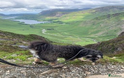 Bordoodle dogs for sale: Collie X  - Image 4