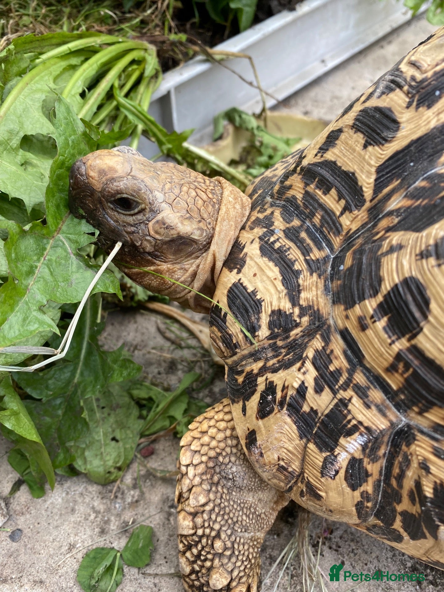 Tortoise reptiles Leopard Tortoise - Advert 2
