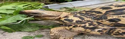 Tortoise reptiles for sale: Leopard Tortoise in Newport - Advert 1