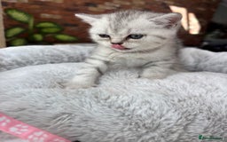 British Shorthair cats for sale: 💎Rare BSH Kittens💎Pedigree Champion Blood Line💎 - Image 8