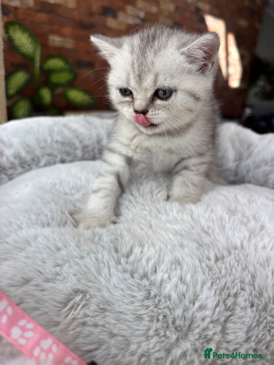 British Shorthair cats for sale: 💎Rare BSH Kittens💎Pedigree Champion Blood Line💎 - Image 8