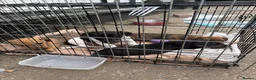 Jack Russell dogs for sale: Jack Russel / Dachshund puppies - Advert 4