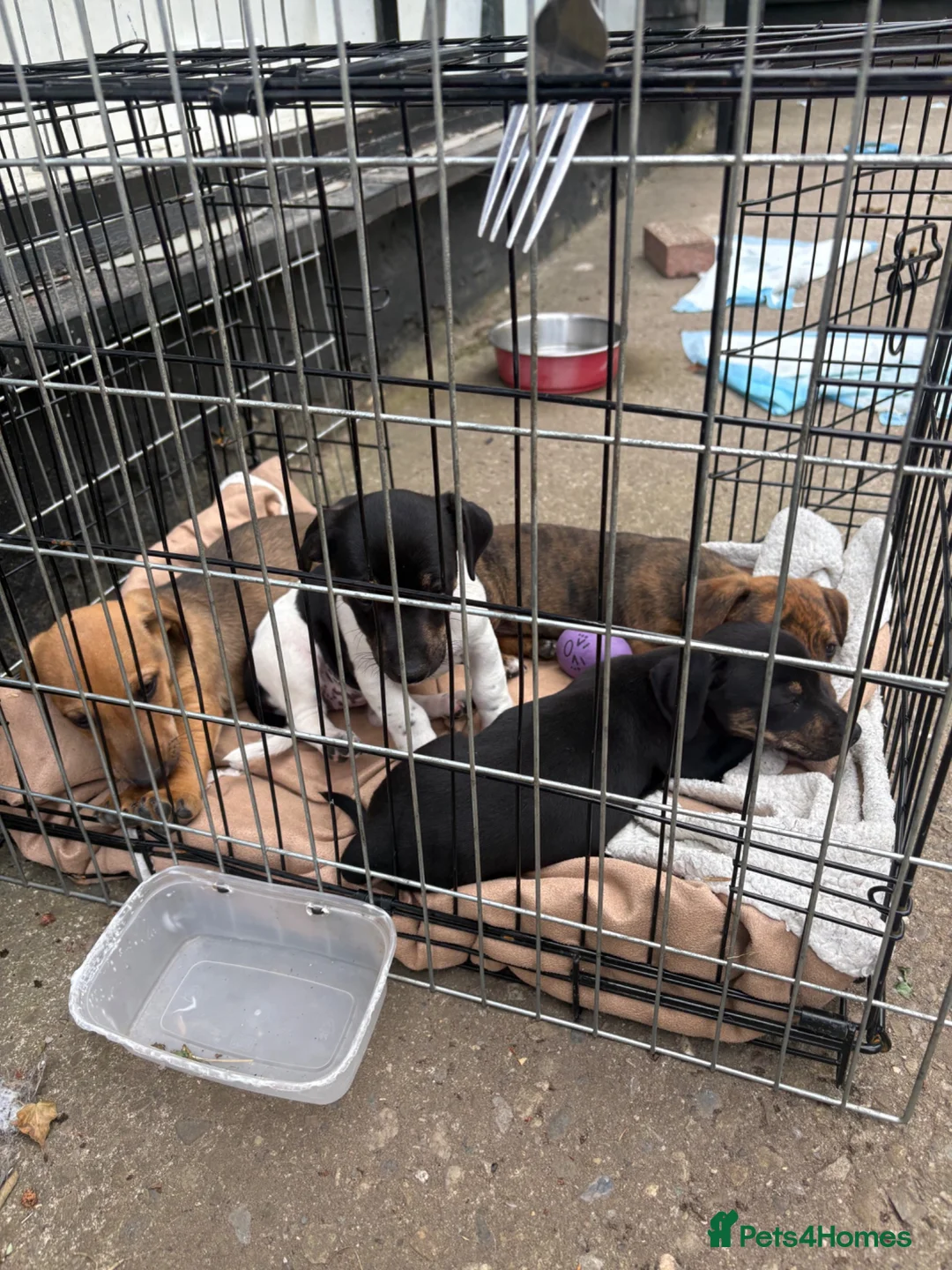 Jack Russell dogs for sale: Jack Russel / Dachshund puppies - Advert 4