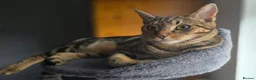 Mixed Breed cats for sale: Beautiful tabby - mixed bengal cat - Advert 11