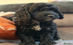 Mixed Breed dogs for sale: Girl cockapoo puppy  - Image 3