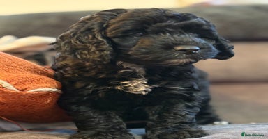 Mixed Breed dogs - Advert 9