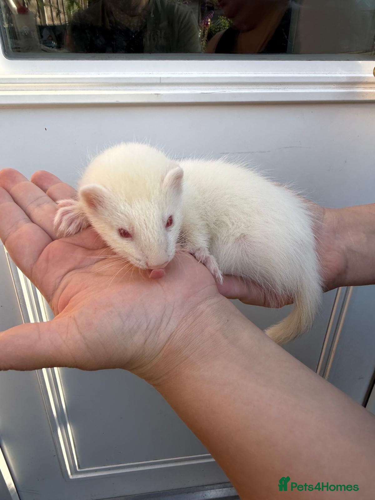 Ferret rodents Ferret kits albino hobs 10 weeks  - Advert 1