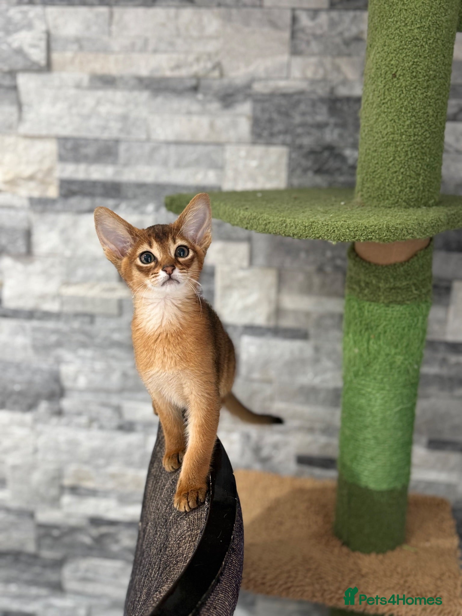 Abyssinian cats Pedigree abbysinian kittens - Advert 1