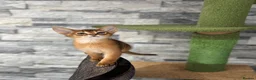 Abyssinian cats for sale: Last 2 boys ready to go!!! - Advert 2